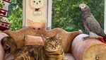Potret Gemasnya Kucing Ini Traveling Keliling Eropa