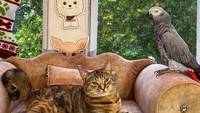 Namun bepergian bersama hewan peliharaan tak lepas dari tantangan. Robert tak menampik bahwa Quita bisa saja moody. Mereka akan berdiam di rumah bila Quita tak mau jalan-jalan. Selain itu mereka juga akan mengajak Quita naik mobil daripada kendaraan umum ketika moodnya buruk. (Foto: Instagram @quitathekitty)