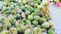 Plesiran ke Makassar, Fahira menyempatkan diri untuk mampir ke kedai durian. Ia juga mencicip beberapa durian khas Makassar yang menurutnya rasanya maknyus. Foto: instagram @fahiraidris