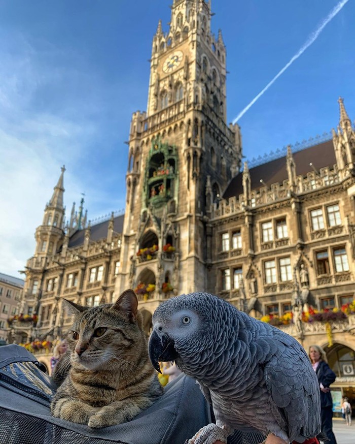 Potret Gemasnya Kucing Ini Traveling Keliling Eropa Potret Gemasnya Kucing Ini Traveling Keliling Eropa
