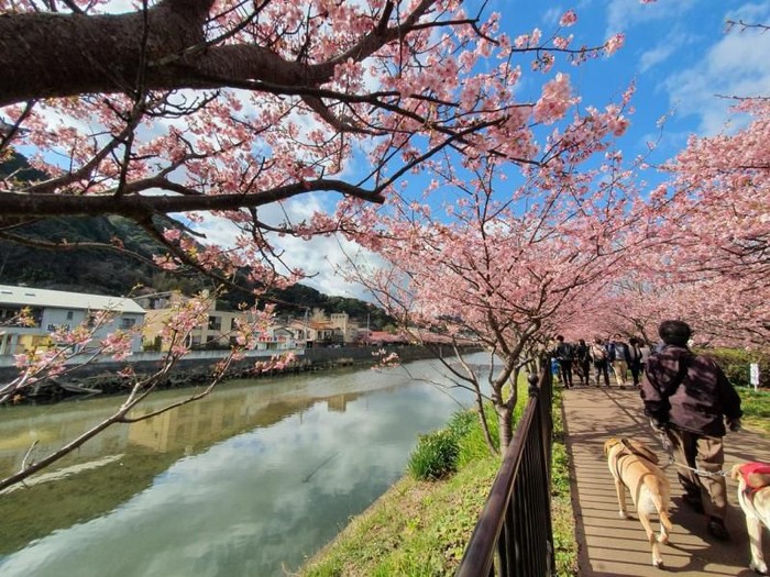 Sakura di Izu, Jepang