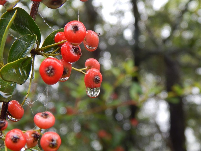Kebun Buah