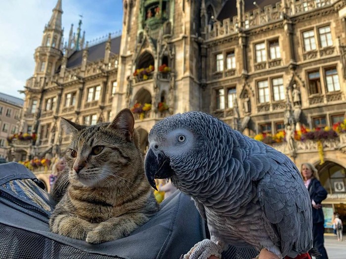 Keren! Kucing dan Burung Beo Ini Traveling Bareng Keliling Eropa