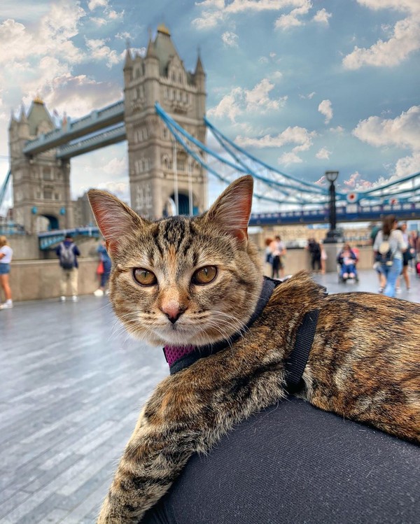 Perjalanan mereka dimulai dari menjelajahi taman di Hampstead Heath, London, kemudian menyusuri Sungai Thames. (Foto: Instagram @quitathekitty) Perjalanan mereka dimulai dari menjelajahi taman di Hampstead Heath, London, kemudian menyusuri Sungai Thames. (Foto: Instagram @quitathekitty)
