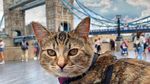 Potret Gemasnya Kucing Ini Traveling Keliling Eropa