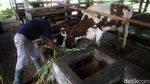 Melihat Industri Susu Sapi Perah di Desa Cipanas