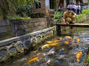 Warga Kluncing Banyuwangi Sulap Sungai Kotor Jadi Kampung Ikan Menawan