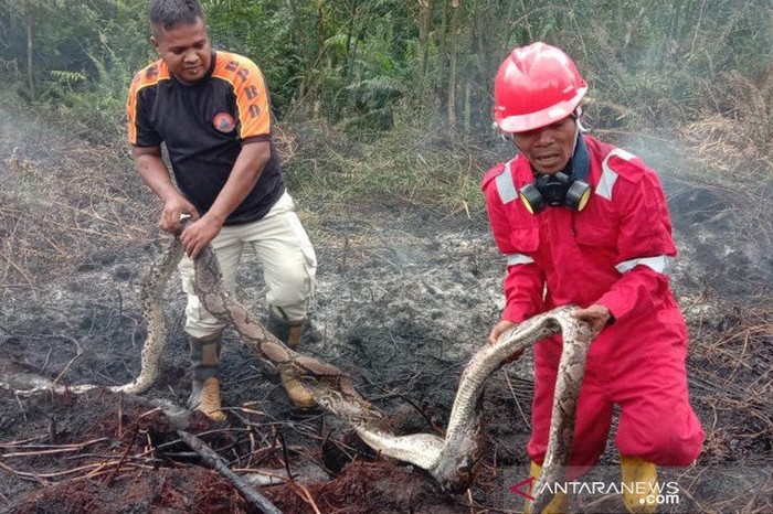Petugas BPBD Pekanbaru mengangkat bangkai ular piton sepanjang empat meter yang mati terpanggang akibat kebakaran lahan gambut di Kecamatan Payung Sekaki, Kota Pekanbaru, Riau, Senin (2/3). (ANTARA/HO-Babinkamtibmas Bandaraya Pekanbaru)