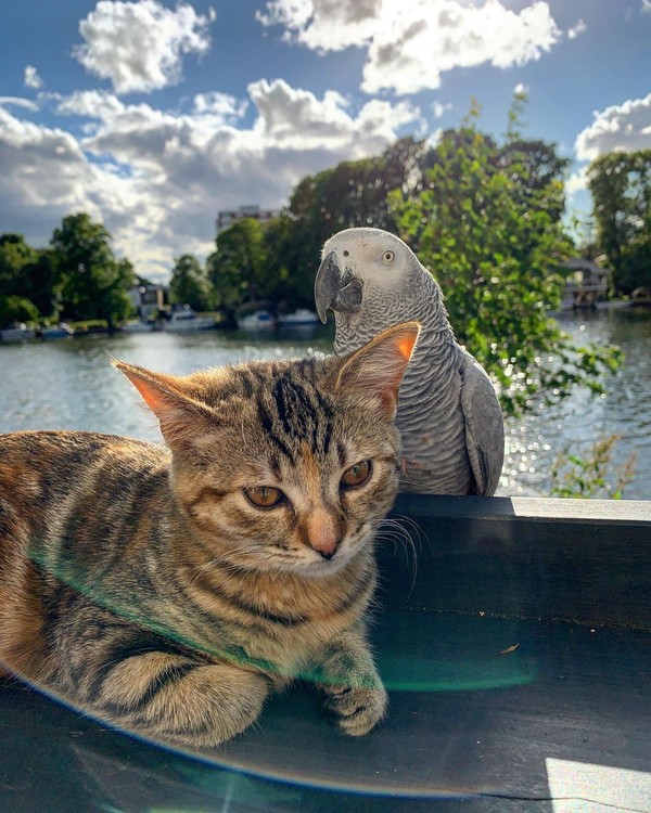 Karena Robert hobi traveling, ia punya gagasan untuk mengajak Quita ikutan traveling. Sebelumnya Robert sudah berkelana bersama burung beonya, Coco Lee sejak 2011. (Foto: Instagram @quitathekitty) Karena Robert hobi traveling, ia punya gagasan untuk mengajak Quita ikutan traveling. Sebelumnya Robert sudah berkelana bersama burung beonya, Coco Lee sejak 2011. (Foto: Instagram @quitathekitty)