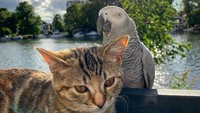 Karena Robert hobi traveling, ia punya gagasan untuk mengajak Quita ikutan traveling. Sebelumnya Robert sudah berkelana bersama burung beonya, Coco Lee sejak 2011.  (Foto: Instagram @quitathekitty)