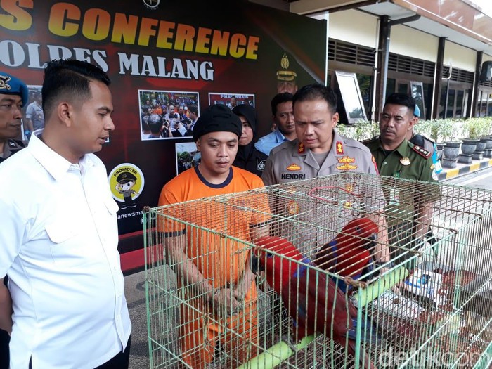 Perdagangan burung nuri hingga kakaktua asal Papua Barat terungkap di Kabupaten Malang. Seorang penjual diamankan.