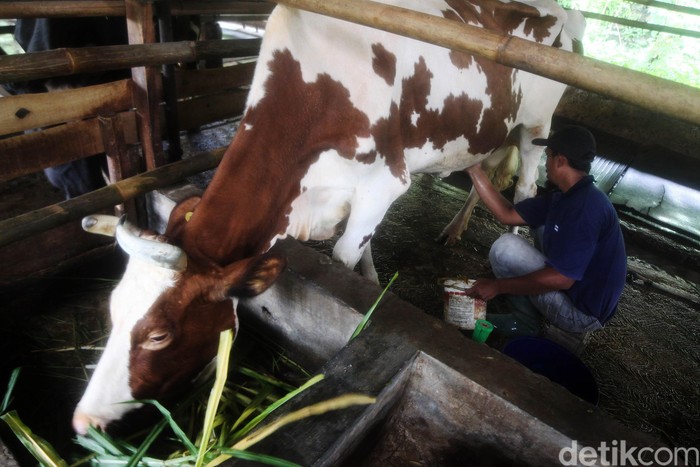 Industri Susu Sapi Perah Desa Cipanas Pekerja memerah susu sapi di salah satu peternakan Sapi Perah Mang Oki di Desa Cipanas, Kecamatan Tanjungkerta, Kabupaten Sumedang, Jawa Barat, Selasa (3/3/2020). Pemerahan susu sapi dari industri rumahan tersebut dapat memproduksi susu sapi perah kurang lebih 50-60 liter per harinya dengan harga jual Rp10.000 per liternya.