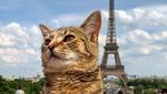 Potret Gemasnya Kucing Ini Traveling Keliling Eropa