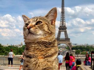 Potret Gemasnya Kucing Ini Traveling Keliling Eropa