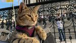 Potret Gemasnya Kucing Ini Traveling Keliling Eropa
