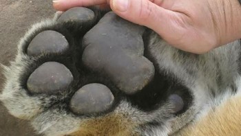 Perbandingan telapak kaki harimau dan tangan manusia. Foto: Bored Panda