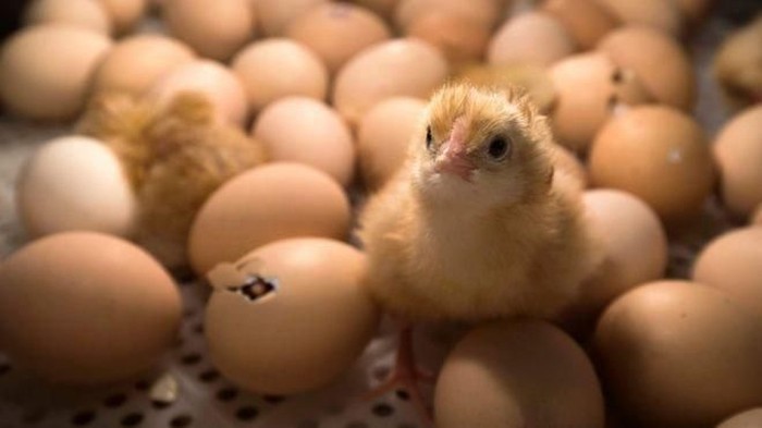 Enam hingga tujuh juta anak ayam jantan dihancurkan hidup-hidup setiap tahun