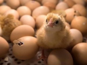 Telur atau Ayam Duluan? Ini Jawaban yang Valid No Debate