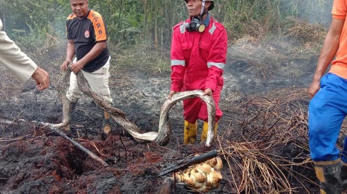 Ular Piton Mati Terpanggang