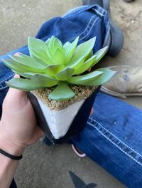 Caelie Wilkes merawat tanamannya selama 2 tahun dan baru tahu jika itu palsu