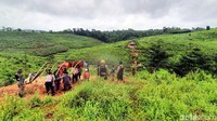 Pantauan detikcom operasi penertiban tambang emas ilegal itu berada di kawasan perkebunan teh dan karet di kawasan PT Bojong Asih.