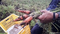 Wortel asal Jepang ini merupakan buah kerjasama antara Indonesia dan Jepang.
