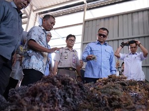 Menteri KKP Lepas Ekspor 53 Ton Rumput Laut ke China