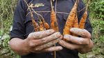 Keren, Produk Pertanian Kerjasama RI-Jepang Masuk Pasar Modern