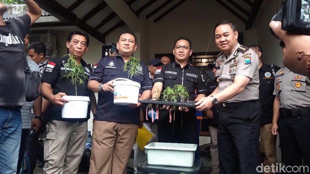 Lemas Jadi Alasan Tak Logis Pria Ini Tanam Ganja Hidroponik