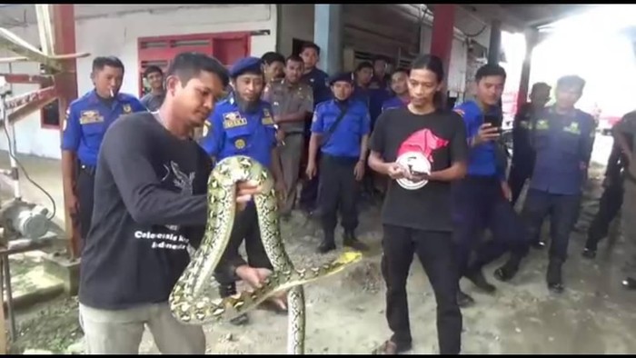 Damkar Mamuju tangkap ular sanca 2,5 meter. (Foto: Dok. Istimewa)