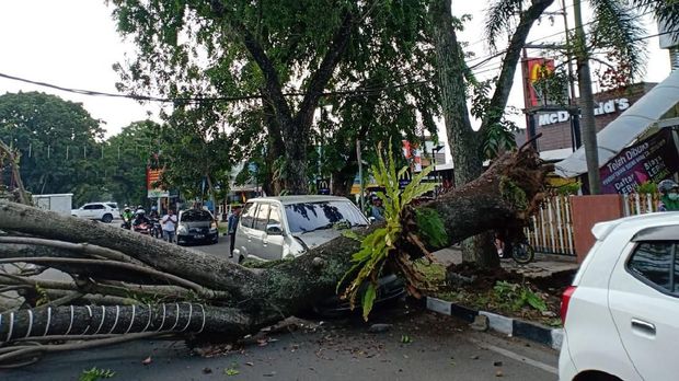 2 Mobil Ringsek Tertimpa Pohon Tumbang di Depan Rumah Wawalkot Padang