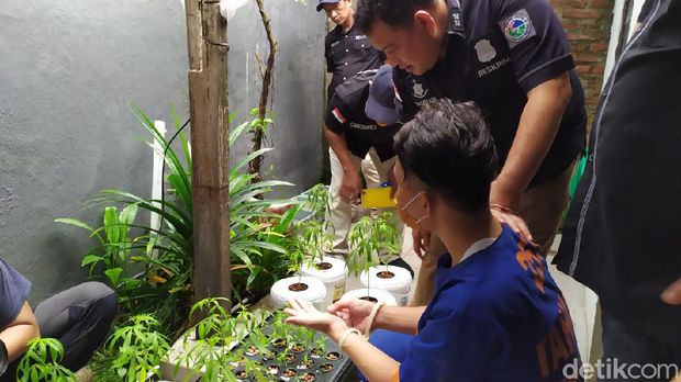 Polisi Gerebek Rumah Pria Penanam Ganja Hidroponik di Surabaya