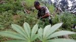 TNI-Polri Musnahkan Lima Hektare Ladang Ganja di Aceh