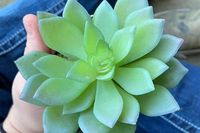 Caelie Wilkes merawat tanamannya selama 2 tahun dan baru tahu jika itu palsu