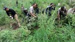 TNI-Polri Musnahkan Lima Hektare Ladang Ganja di Aceh