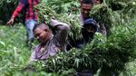 TNI-Polri Musnahkan Lima Hektare Ladang Ganja di Aceh