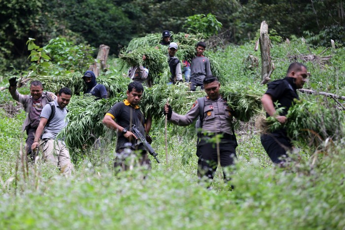 PEMUSNAHAN LADANG GANJA ACEH Personil Polres Aceh Besar menyita ganja kering di pondok petani di ladang ganja kawasan pegunungan Kuta Malaka, Aceh Besar, Aceh, Rabu (4/3/2020). Tim gabungan yang terdiri dari personel Satuan Narkoba Polres Aceh Besar, aparat TNI Kodim 0101 BS, petugas Kejaksaan dan unsur Pemkab Aceh Besar memusnahan lima hektar tanaman ganja dan membawa sekitar 5.000 batang sebagai barang bukti serta puluhan kilogram ganja kering. ANTARA FOTO/Irwansyah Putra/foc.