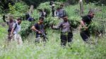 TNI-Polri Musnahkan Lima Hektare Ladang Ganja di Aceh
