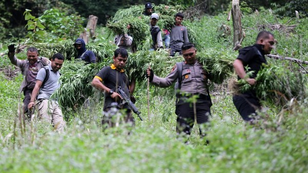 TNI-Polri Musnahkan Lima Hektare Ladang Ganja di Aceh