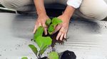 Keren, Produk Pertanian Kerjasama RI-Jepang Masuk Pasar Modern