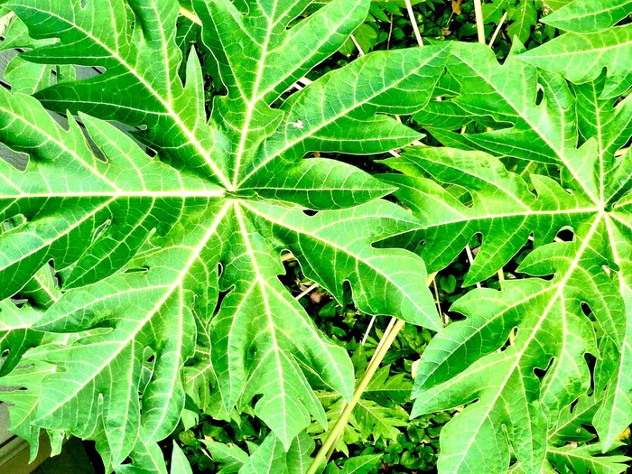 Jus Daun