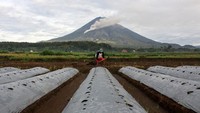 Petani menggarap sawahnya saat awan panas turun dari puncak Gunung Semeru dari kawasan Pranajiwo, Lumajang, Jawa Timur, Kamis (5/3/2020).