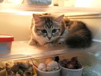 Gemas tapi Menyebalkan, 5 Aksi Kucing Obrak-Abrik Makanan