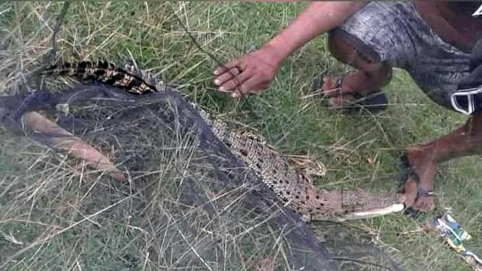 Jamaluddin (44) kaget bukan kepalang saat menemukan seekot anak buaya yang masuk ke dalam jaring ikan miliknya. Buaya ukuran 1,5 meter itu lalu dibawa pulang ke rumahnya.