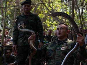 Latihan di Thailand, Marinir Amerika Makan Tokek hingga Minum Darah Ular