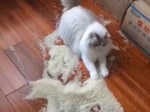 Gemas tapi Menyebalkan, 5 Aksi Kucing Obrak-Abrik Makanan