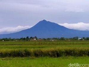 Harga Kian Anjlok, Hasil Pertanian Lereng Merapi Dijadikan Pakan Ternak