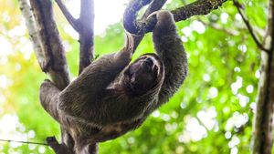 Deretan Hewan-hewan Pemalas di Dunia, Tidur Hingga 20 Jam!