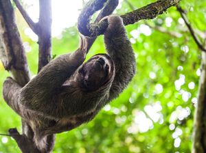 Wisatawan Saksikan Momen Langka Kungkang Melahirkan di Atas Pohon