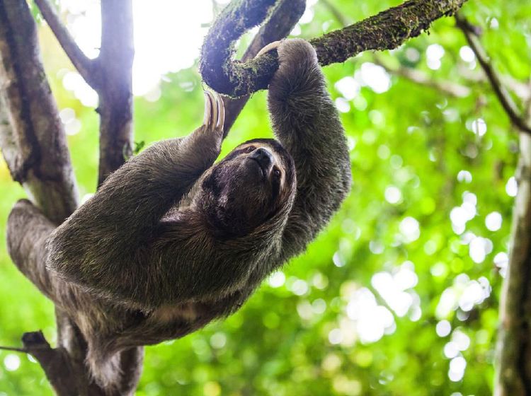 Deretan Hewan-hewan Pemalas di Dunia, Tidur Hingga 20 Jam!